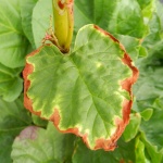 Rhubarb leaves 3