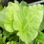 Rhubarb leaves 4