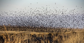 Стая птиц над водно-болотными угодьями