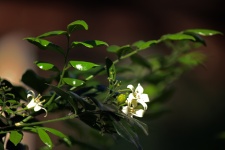 Flowering murraya exotica