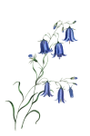 Kwiaty Bluebells akwarela