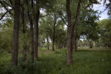 Forêt d'arbres maigres