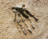 Fossil Paws