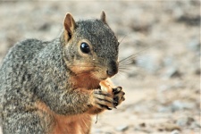 Esquilo raposa comendo rosquinha