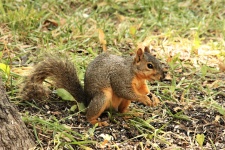 Fox Squirrel In Grass