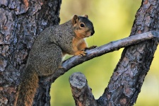 Fox Squirrel On Branch Close-up