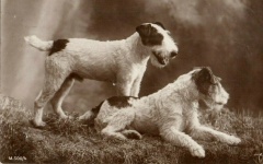 Fox-terrier-honden