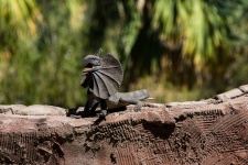 Frilled-necked lizard