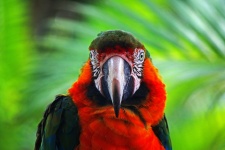 Față de macaw verde și galben