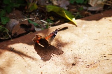 Motyl ogrodowy Commodore
