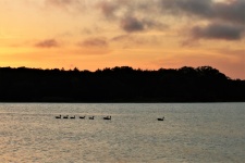 Gęsi na jeziorze o zachodzie słońca