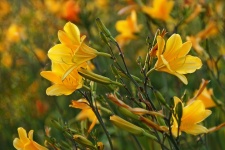 Gele lelies bloemen bloeit