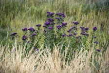 Золотая трава, фиолетовые цветы