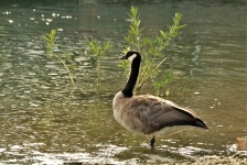 Goose Standing In Shallow Water