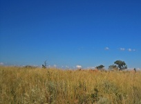 Grassland And Blue Sky