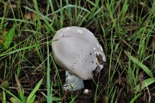 Gray Amanita Mushroom in Grass