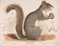 Écureuil gris avec une noix 1872