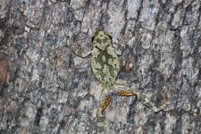 Gray Tree Frog Climbing Tree