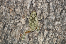 Gray Tree Frog On Tree