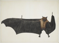 Grote Indiase Fruit Bat