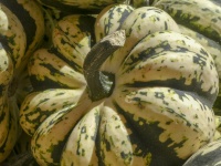 Green And White Gourd