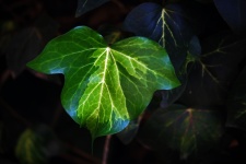 Green and white veined ivy leaf