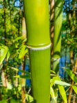 Green bamboo detail