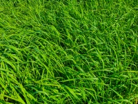 Bakgrund för grönt gräs