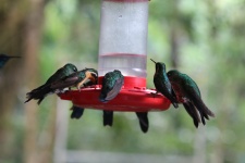 Green Hummingbirds