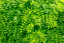 Sfondo di foglie verdi