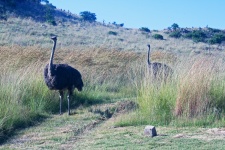 Grey female ostrich approaching