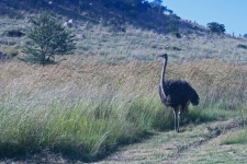 Grey Female Ostrich Approaching