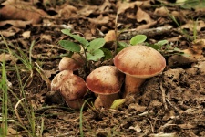 Group Of Bolete Mushrooms