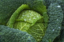 Kale cabbage salad food