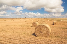 Hay Bales On A Field