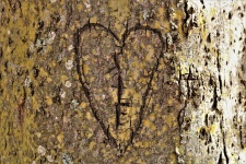 Corazón tallado en árbol
