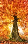 Árvore de outono