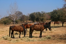 Herd of brown horses grazing