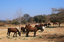Herd of brown horses in winter
