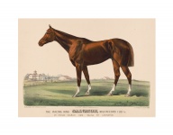 Paard Vintage Print