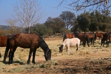 Horses displaying thick winter coat
