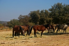 Horses grazing supplemental fodder