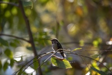 Humming bird on a tree branch