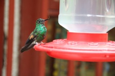 Hummingbird Sanctuary Costa Rica