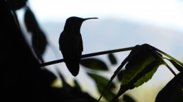 Silhouette de colibri