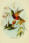 Kolibříci 2