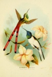 Colibri 3