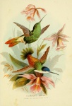 Hummingbirds 4
