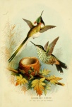 Hummingbirds Sungem & The Brilliant