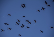 Ibis birds
